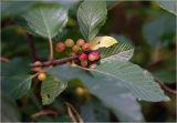 Frangula alnus. Часть ветви с неспелыми плодами. Московская обл., Раменский р-н, окр. дер. Хрипань, садовый участок. 24.07.2025.