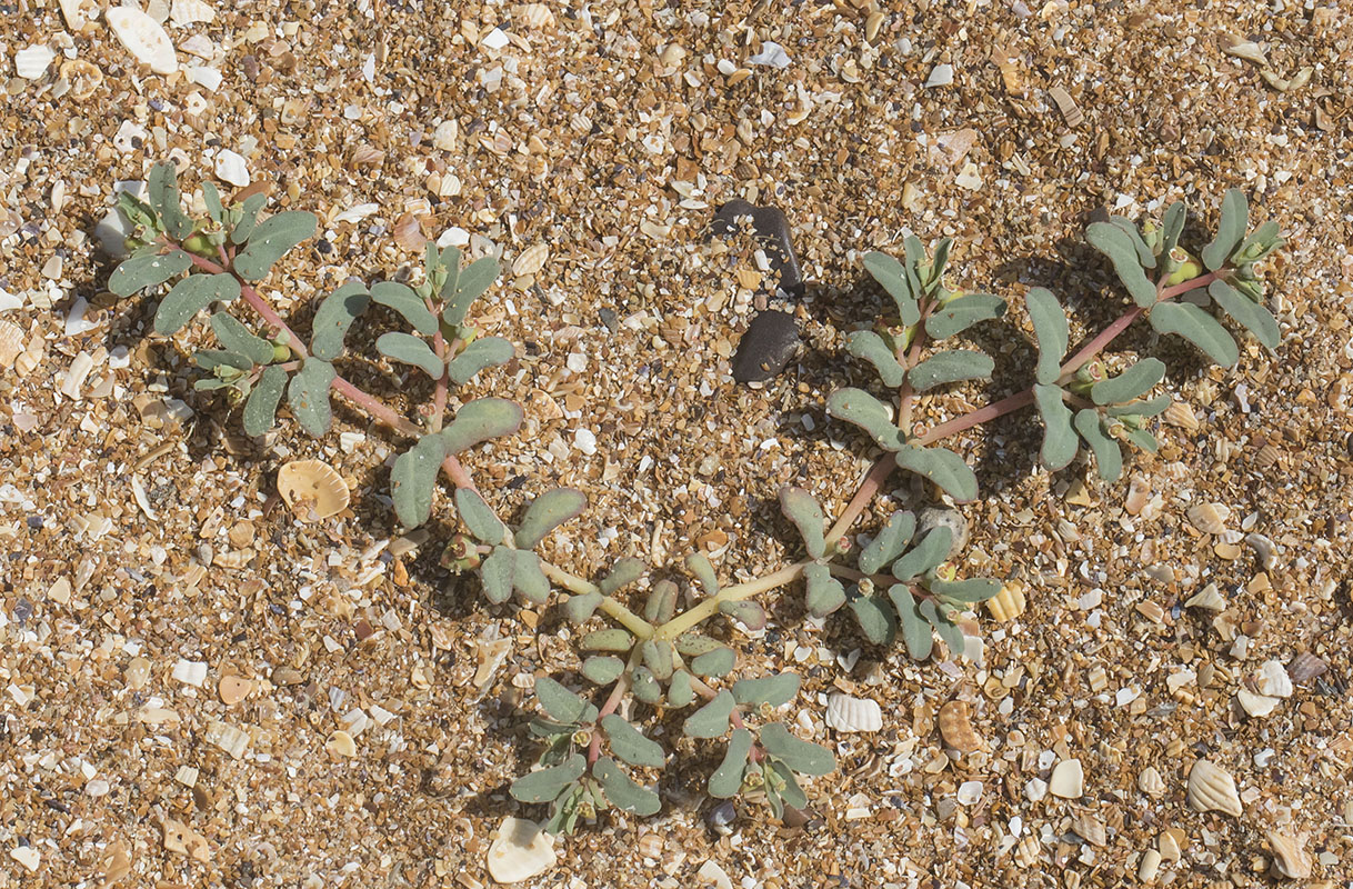 Image of Euphorbia peplis specimen.