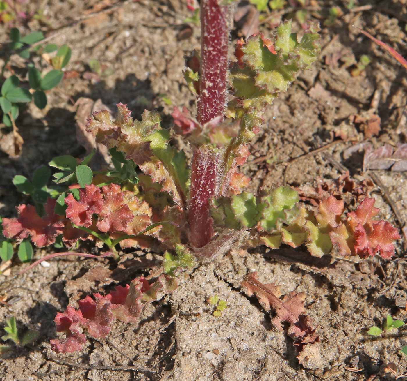 Image of Senecio vernalis specimen.