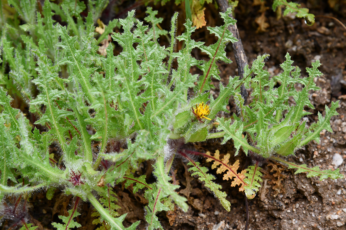 Изображение особи Centaurea benedicta.