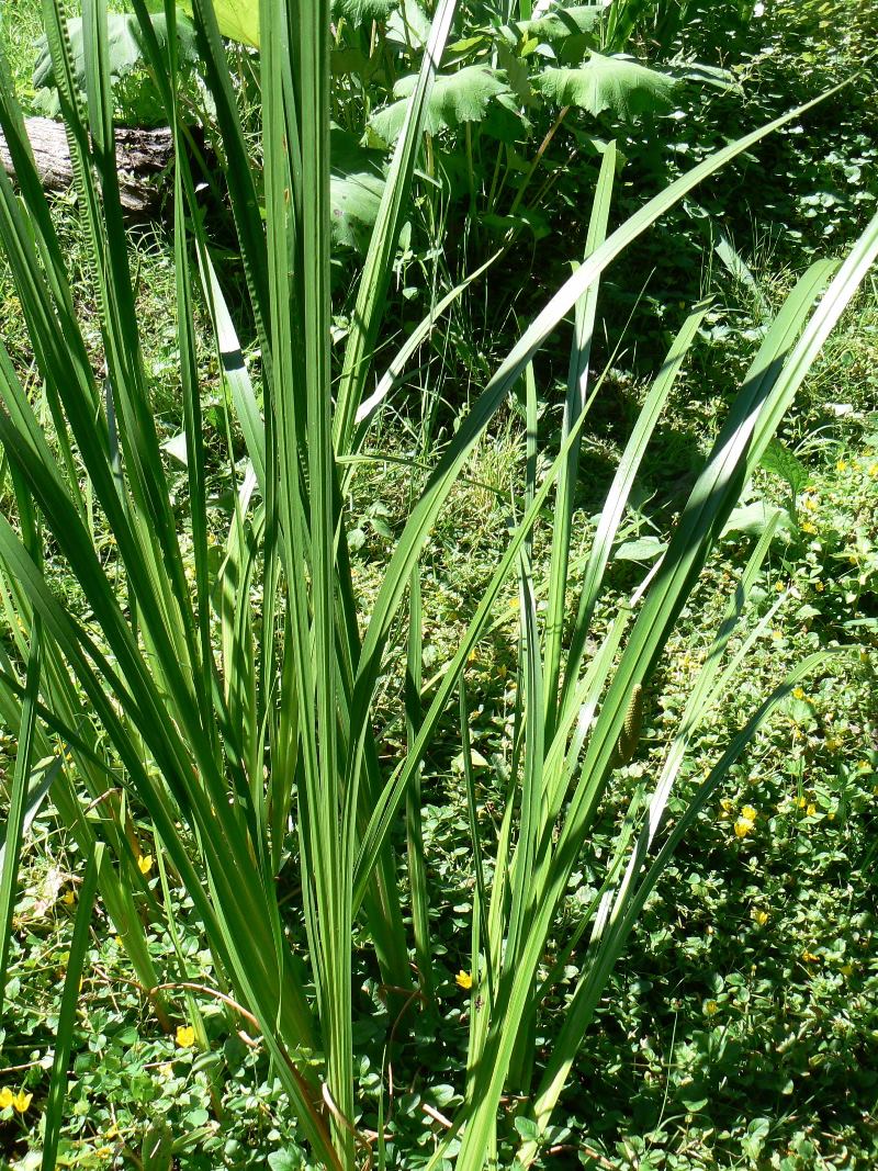 Изображение особи Acorus calamus.