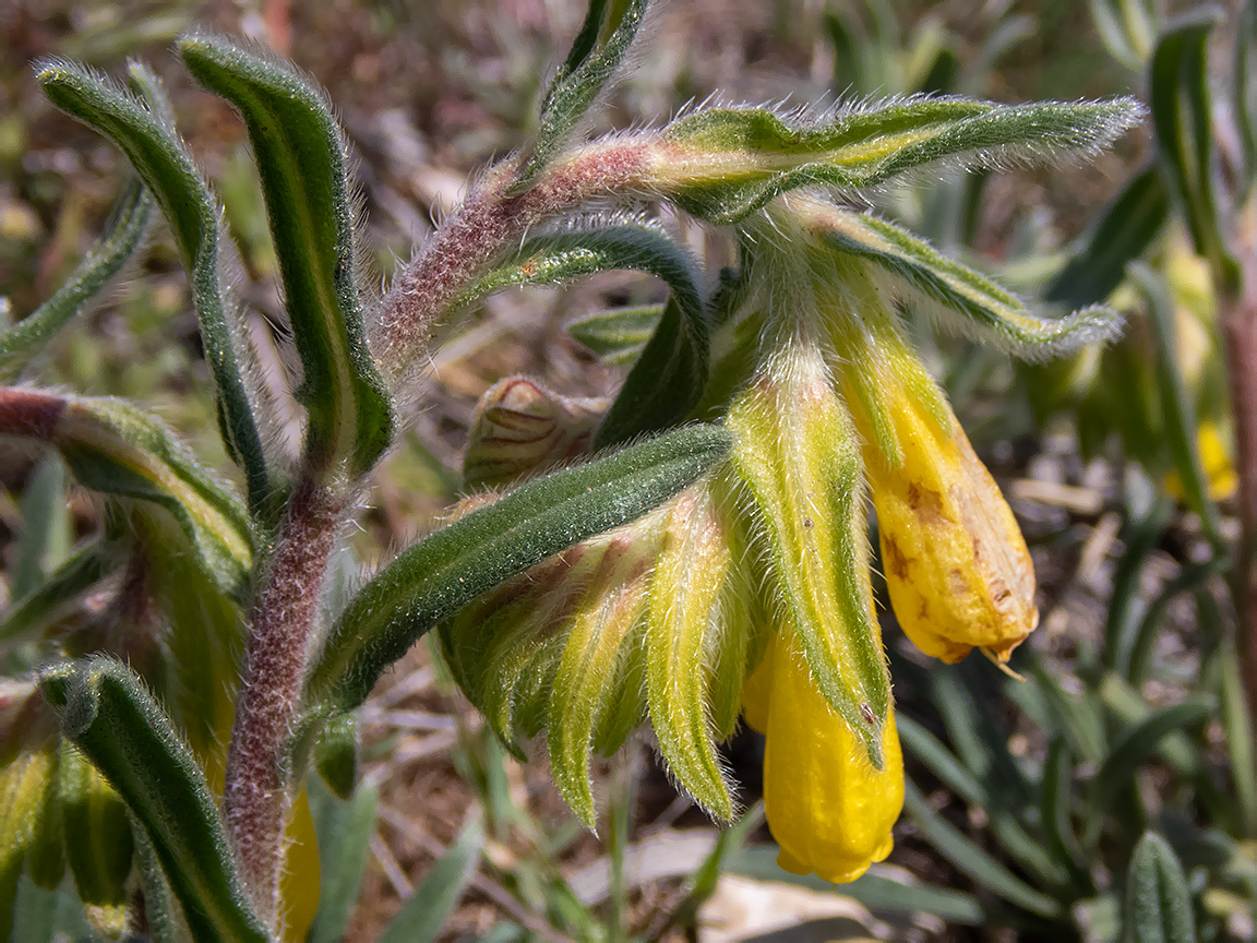 Image of Onosma taurica specimen.
