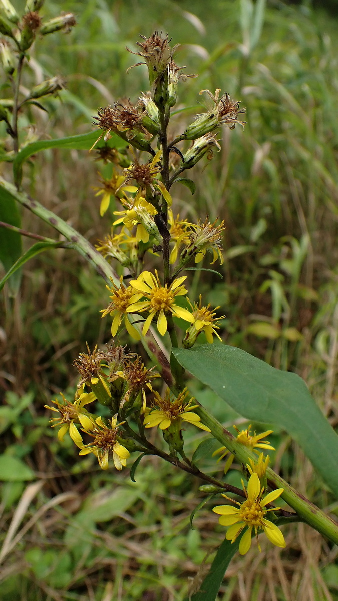Image of Solidago virgaurea ssp. dahurica specimen.