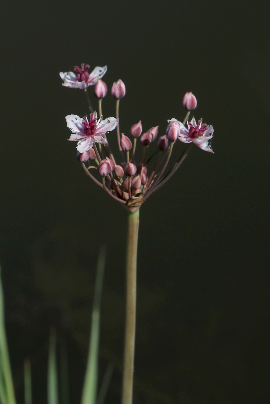 Изображение особи Butomus umbellatus.