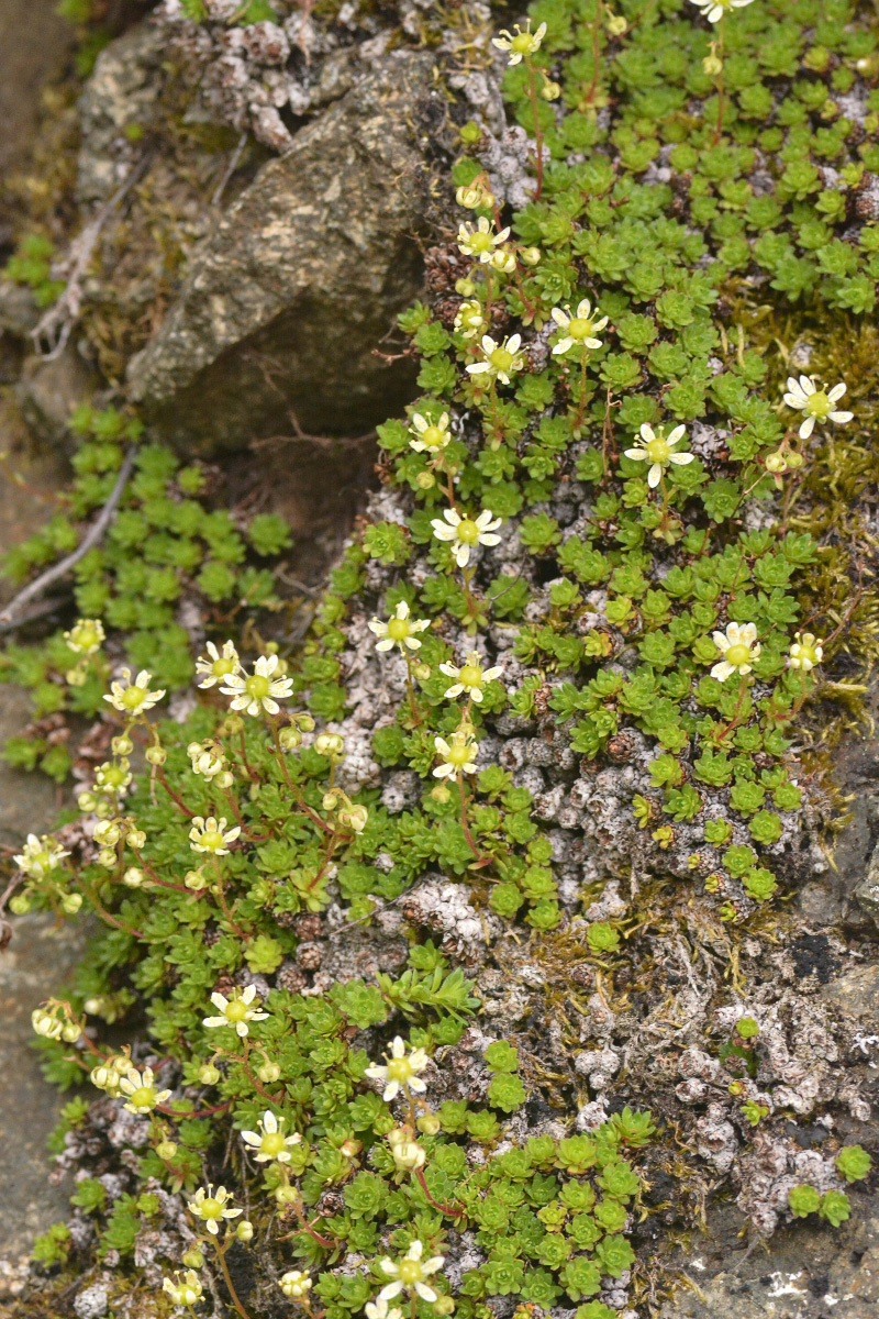 Image of Saxifraga cherlerioides specimen.