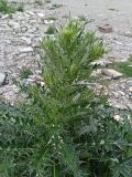 род Cirsium. Верхушка растения с развивающимися соцветиями. Дагестан, Буйнакский р-н, берег Черкейского водохранилища, на каменисто-мелкозёмном субстрате. 04.05.2025.