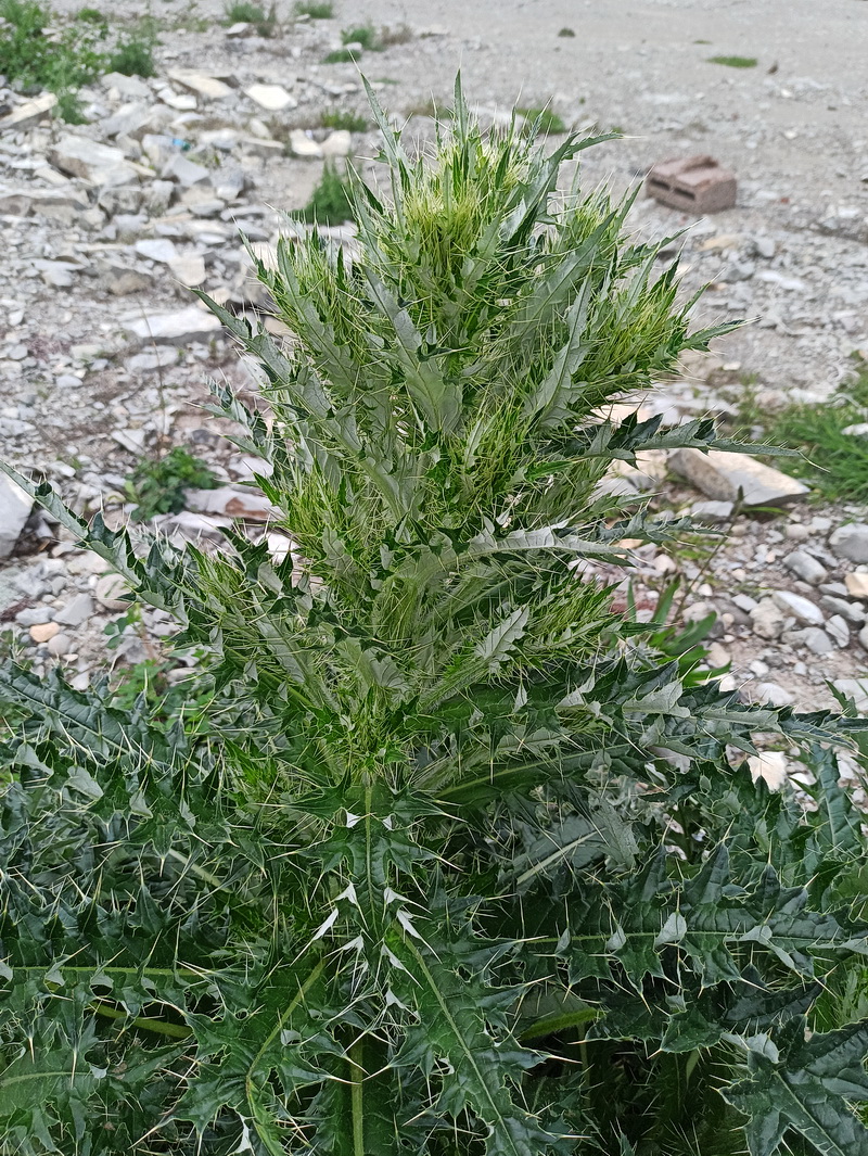 Изображение особи род Cirsium.