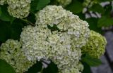View full-size image Hydrangea arborescens