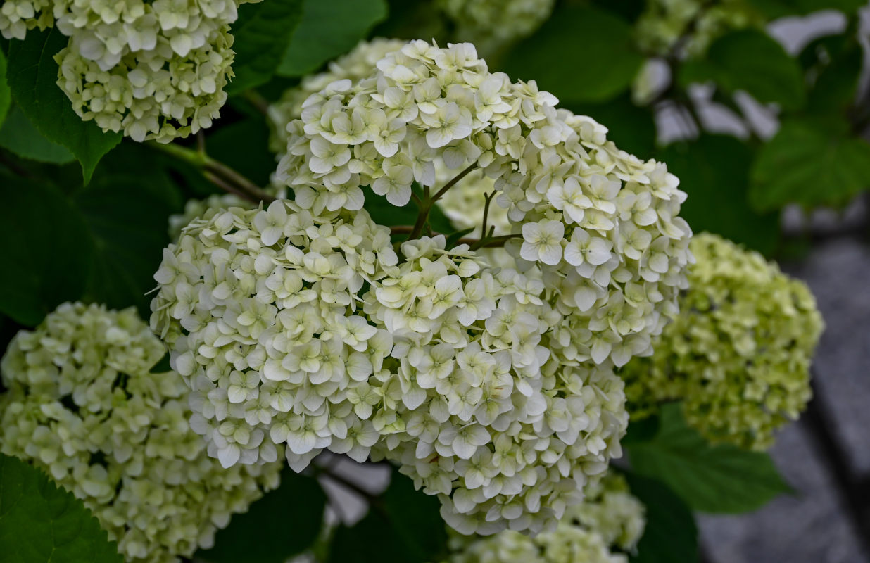 Image of Hydrangea arborescens specimen.