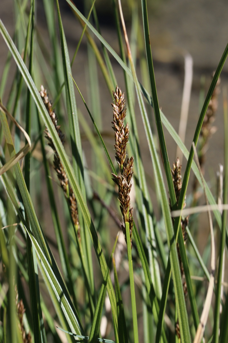 Изображение особи Carex diandra.