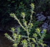 Изображение особи. Автор - Игорь Павлов