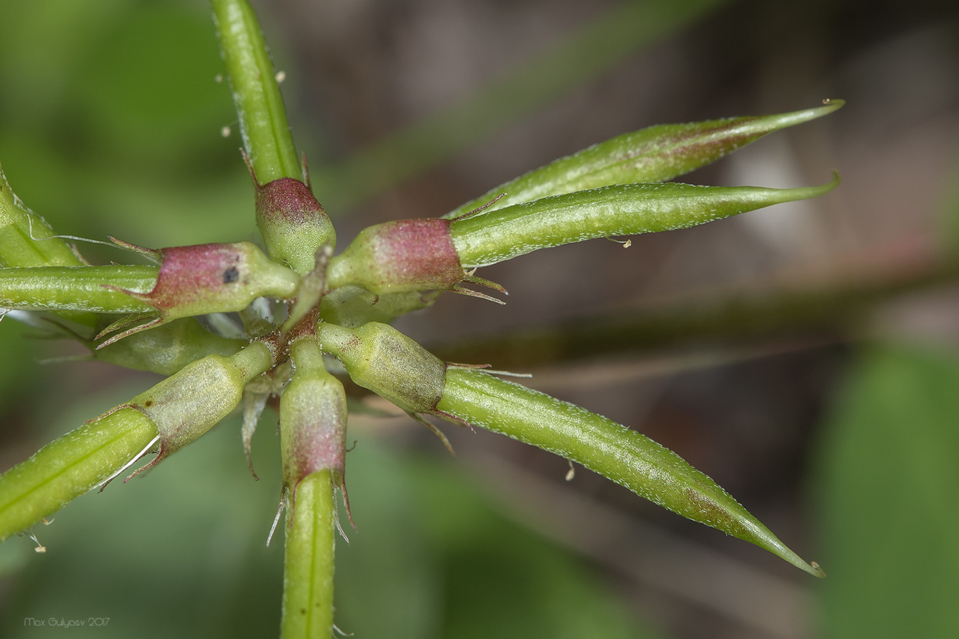 Image of Astragalus glycyphyllos specimen.