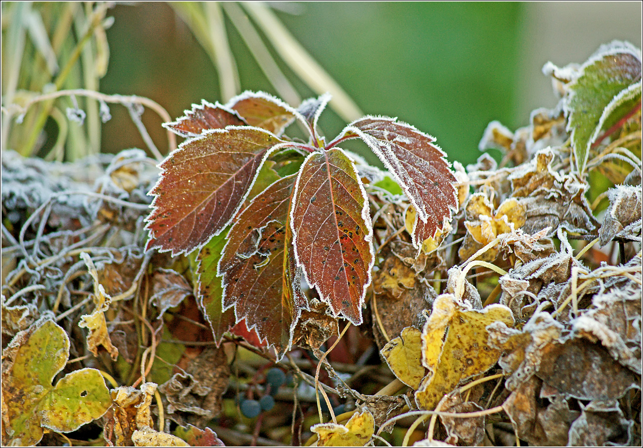 Изображение особи Parthenocissus quinquefolia.