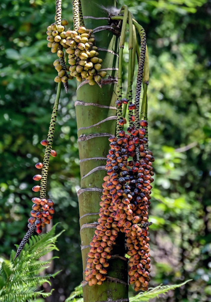 Image of Howea forsteriana specimen.