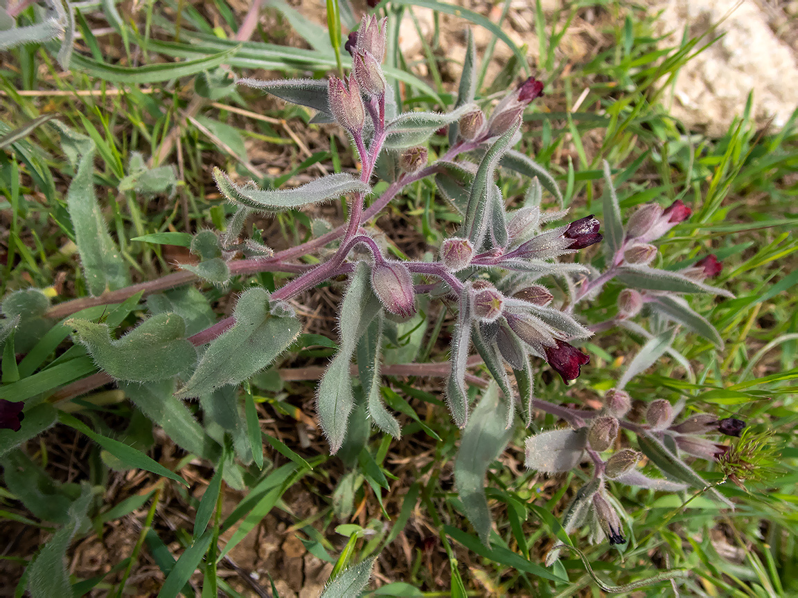 Изображение особи Nonea taurica.