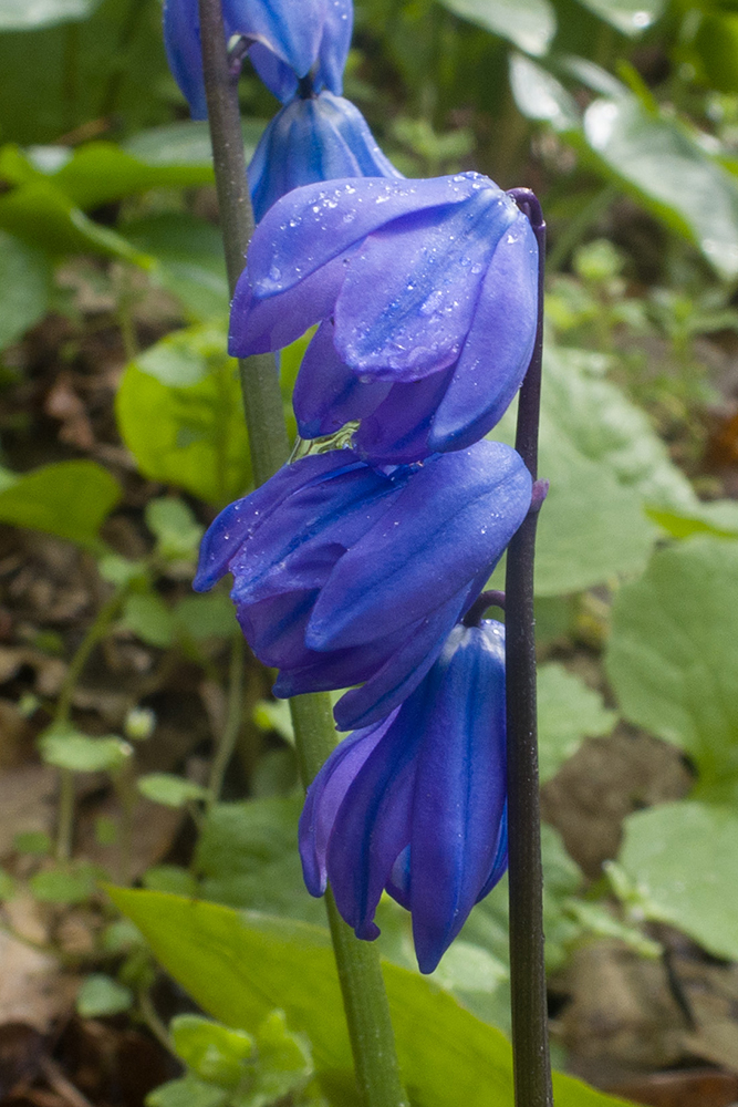 Изображение особи Scilla siberica.