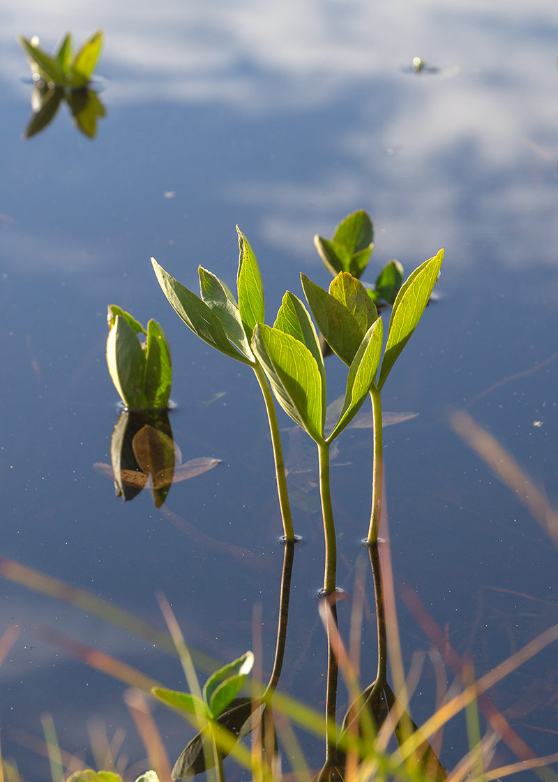 Изображение особи Menyanthes trifoliata.