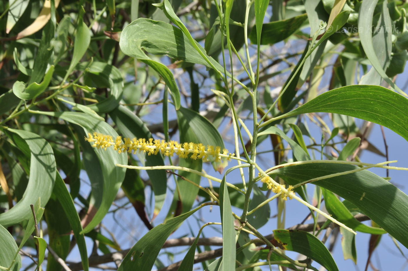 Image of Acacia auriculiformis specimen.
