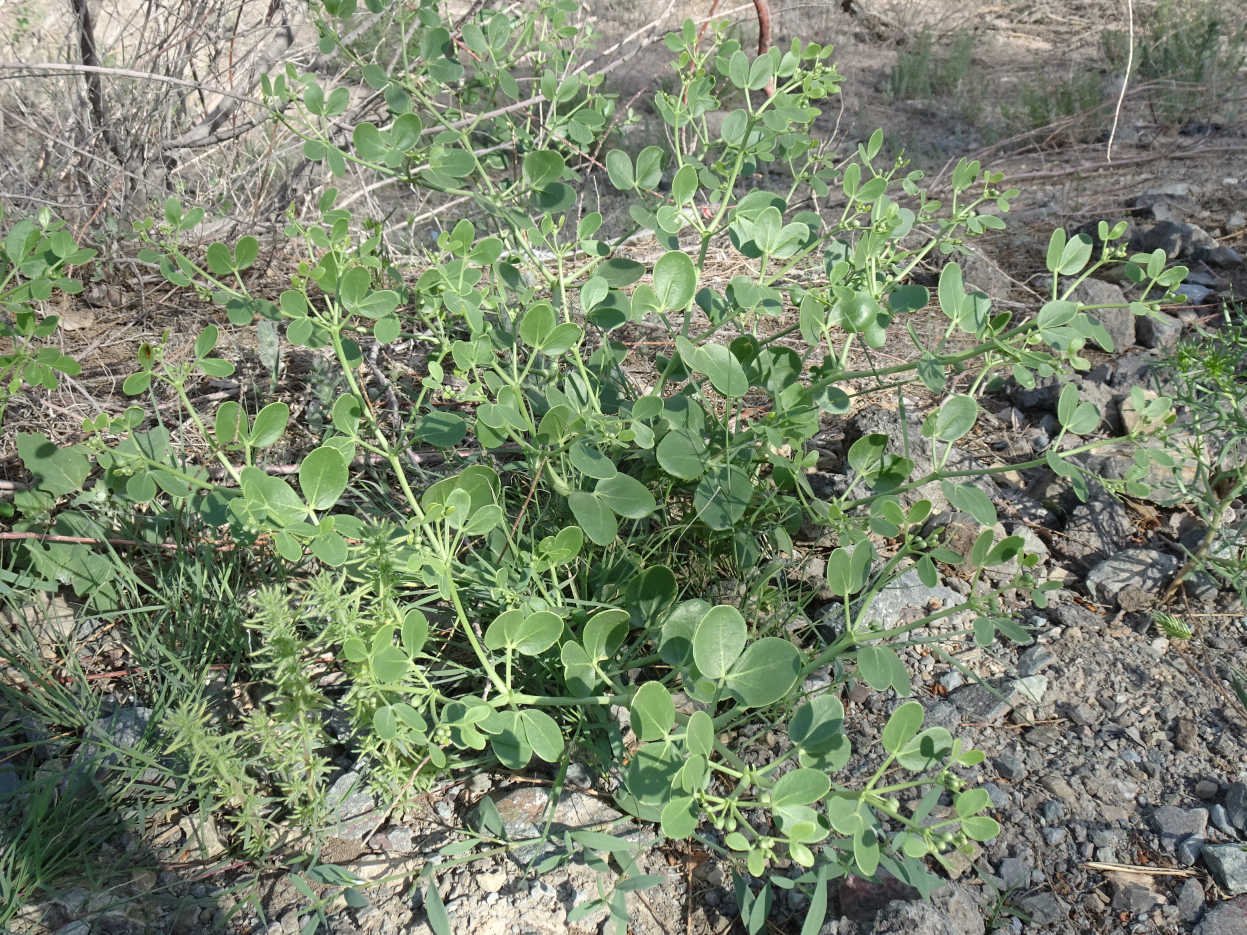 Image of Zygophyllum oxianum specimen.