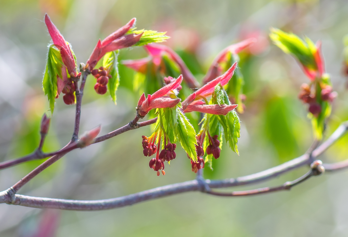 Image of Acer pseudosieboldianum specimen.