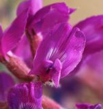 Oxytropis hailarensis. Цветок. Приморский край, Ханкайский р-н, окр. с. Троицкое, берег оз. Ханка, на песках. 25.05.2026.
