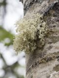 genus Ramalina