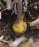 Phelipanche purpurea