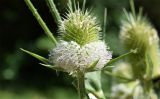 Dipsacus laciniatus. Соцветие. Узбекистан, г. Ташкент, Ботанический сад им. Ф.Н. Русанова, в культуре (?). 25.07.2026.
