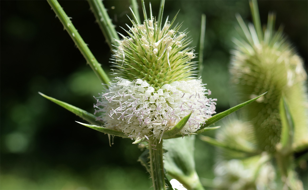 Изображение особи Dipsacus laciniatus.