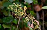 familia Rubiaceae. Верхушка побега с соплодием. Португалия, о-в Мадейра, национальный парк \"Рибейру-Фриу\", ≈ 1400 м н.у.м., опушка лиственного леса. 20.08.2025.