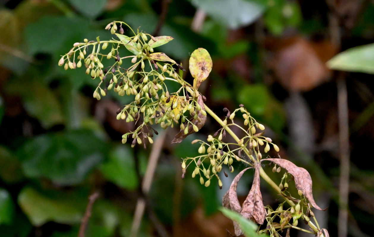 Image of familia Rubiaceae specimen.