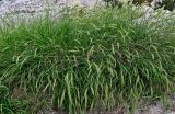 род Elymus. Цветущие растения. Китай, пров. Шэньси, национальный парк \"Хуашань\", ≈ 2000 м н.у.м., на скале. 02.06.2025.