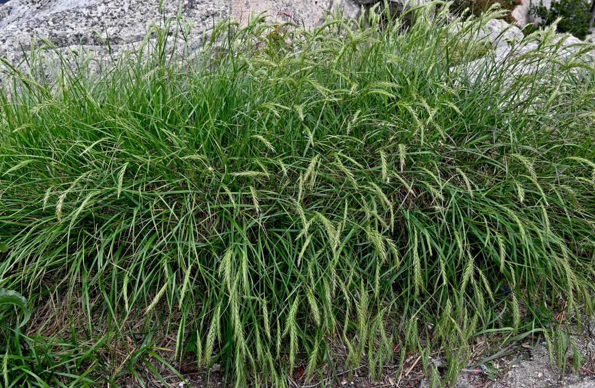 Image of genus Elymus specimen.