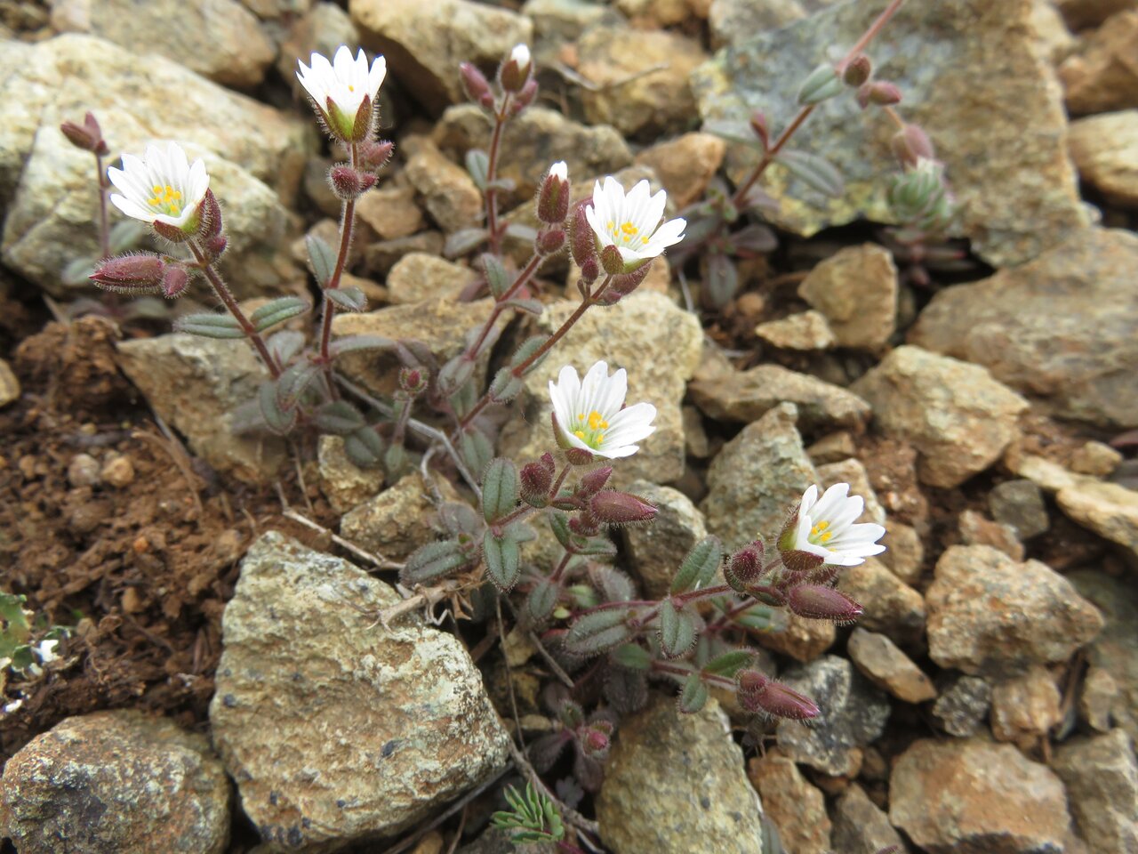 Image of Cerastium gracile specimen.
