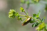 Hypericum perforatum. Верхушка побега с соцветием в бутонах и сидящим клопом. Татарстан, окр. с. Камское Устье, разнотравный луг на краю осыпающегося обрывистого берега. 09.06.2026.