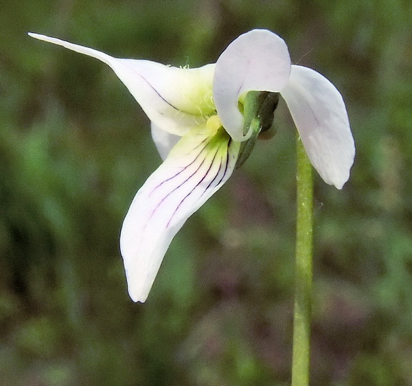 Изображение особи Viola patrinii.