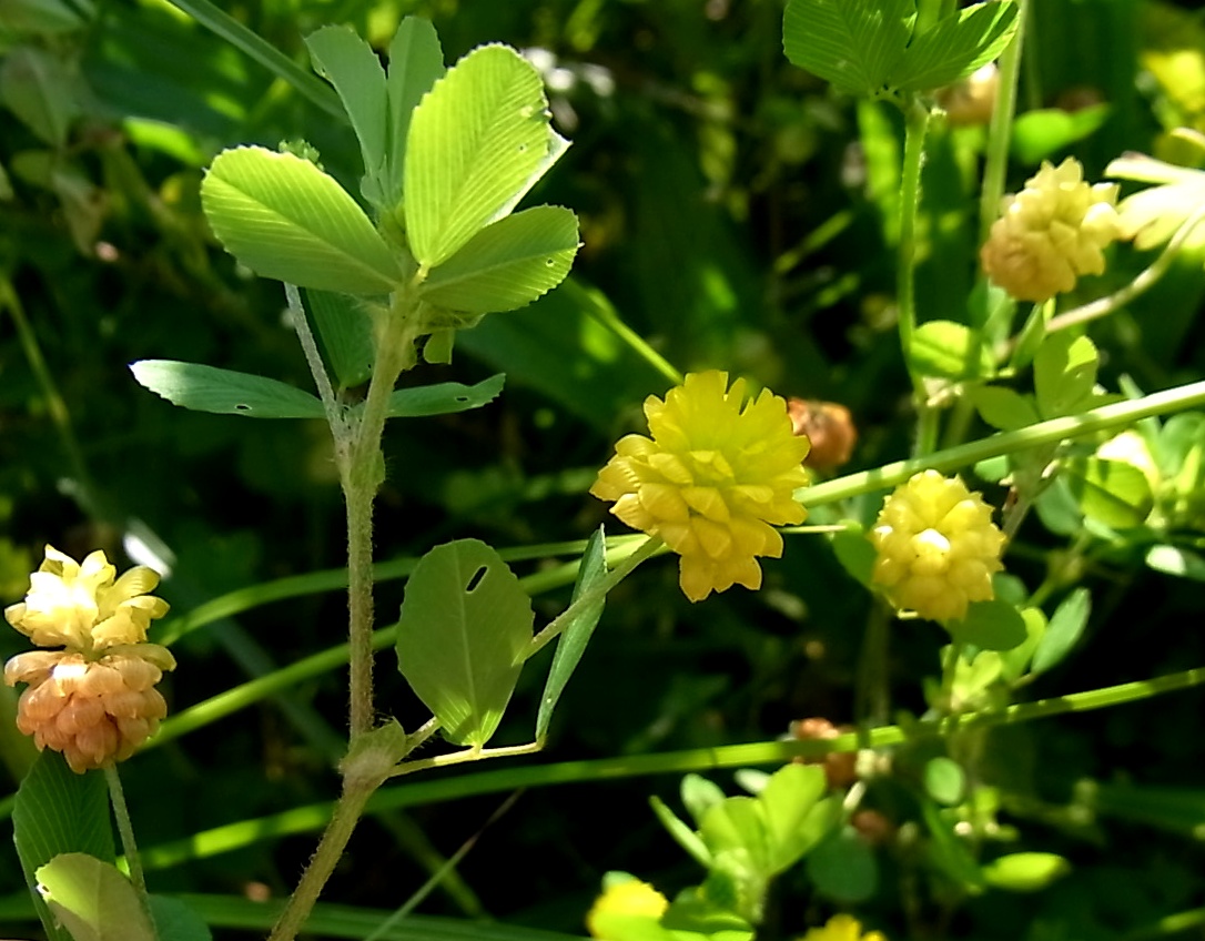 Image of Trifolium campestre specimen.