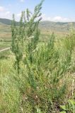 Asparagus litoralis. Растение в степи. Крым, окр. пос. Коктебель. 10 июня 2011 г.