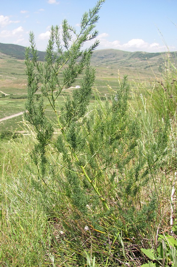 Image of Asparagus litoralis specimen.