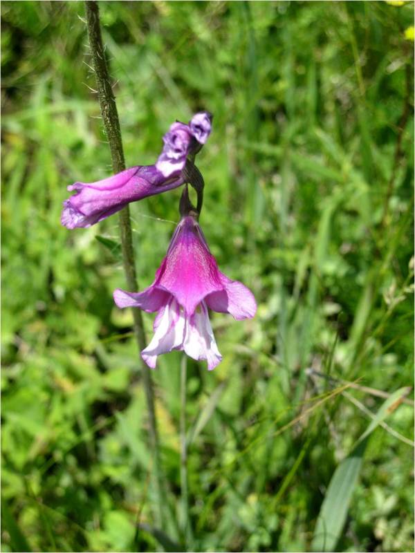 Image of Gladiolus kotschyanus specimen.