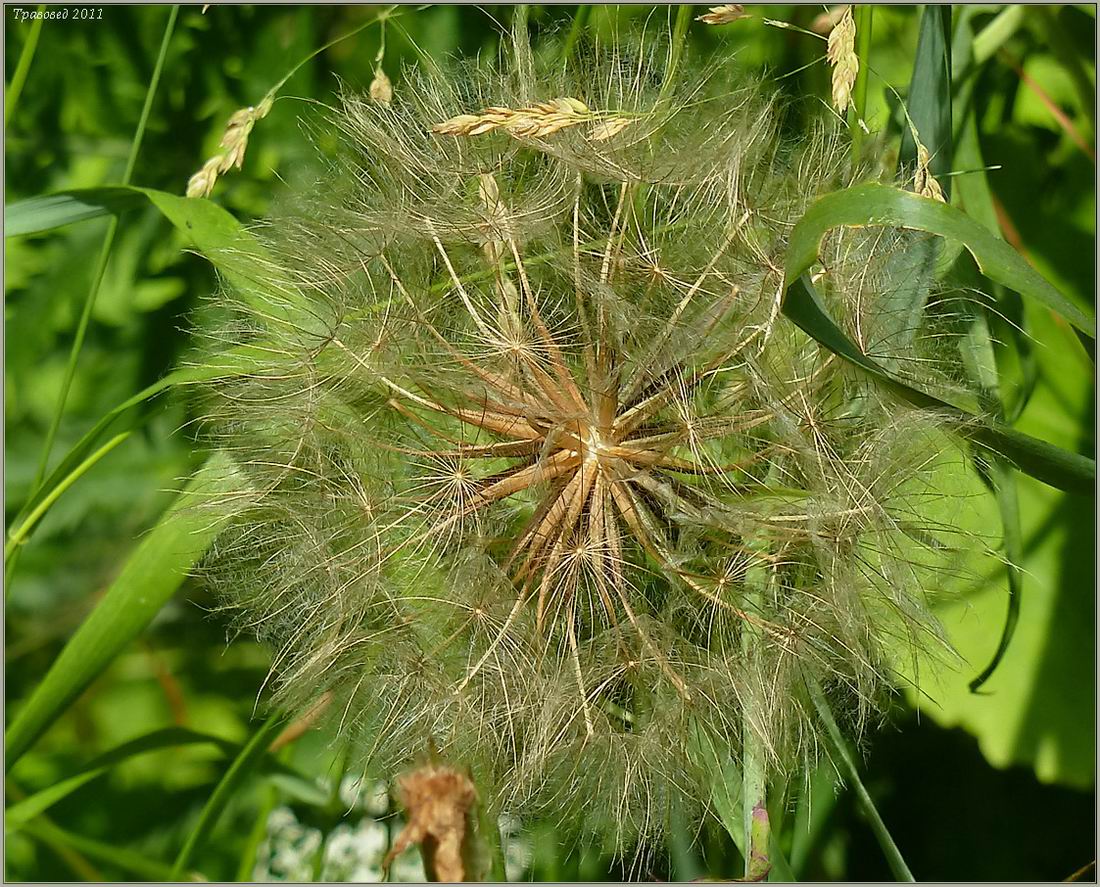 Изображение особи Tragopogon orientalis.