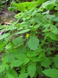 Impatiens noli-tangere. Цветущие растения. Горный Крым, река Бурульча. 17 июля 2011 г.