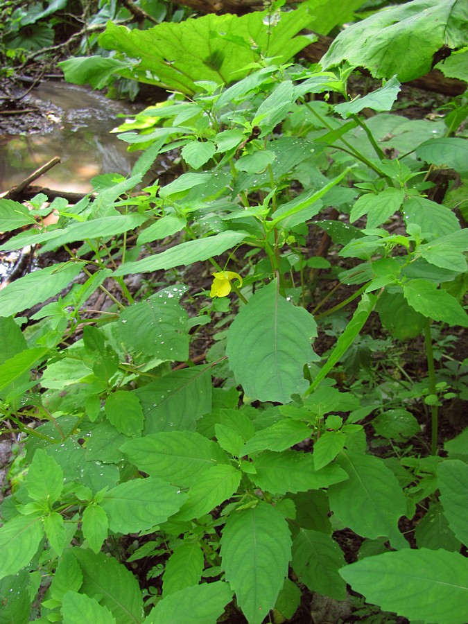 Image of Impatiens noli-tangere specimen.
