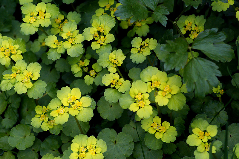 Image of Chrysosplenium alternifolium specimen.