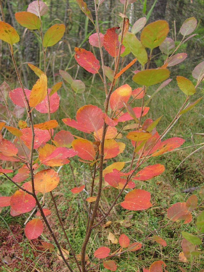 Изображение особи Betula humilis.