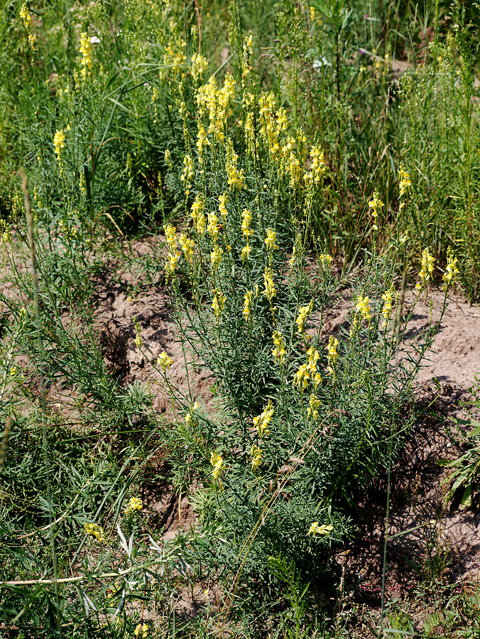 Изображение особи Linaria vulgaris.