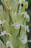 Pedicularis alatauica