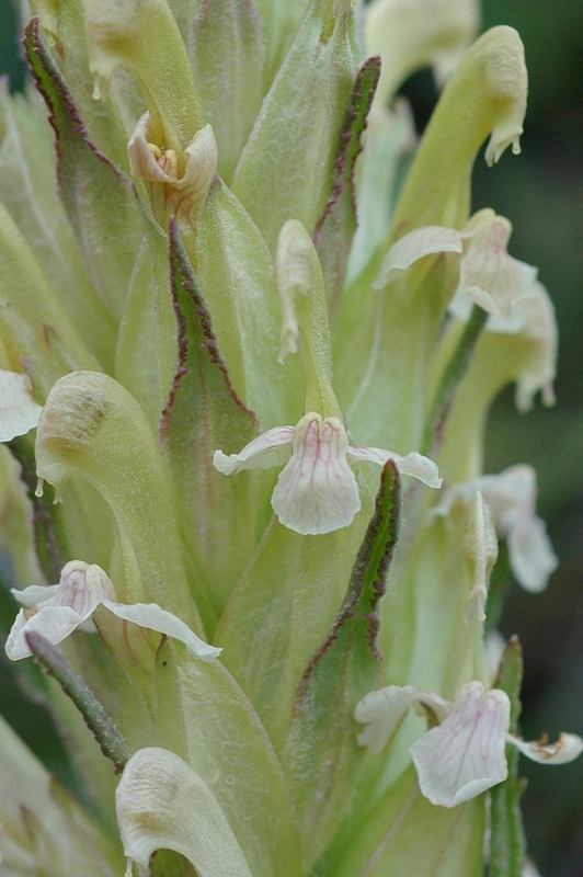 Изображение особи Pedicularis alatauica.