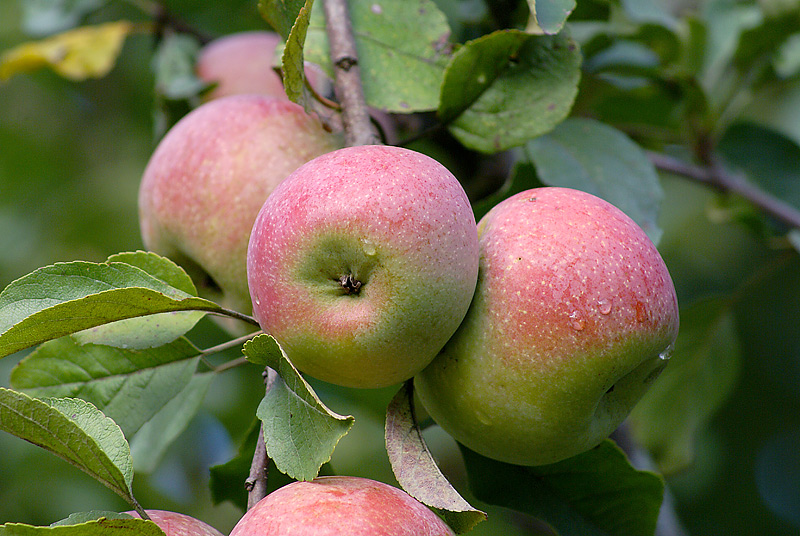 Изображение особи Malus domestica.