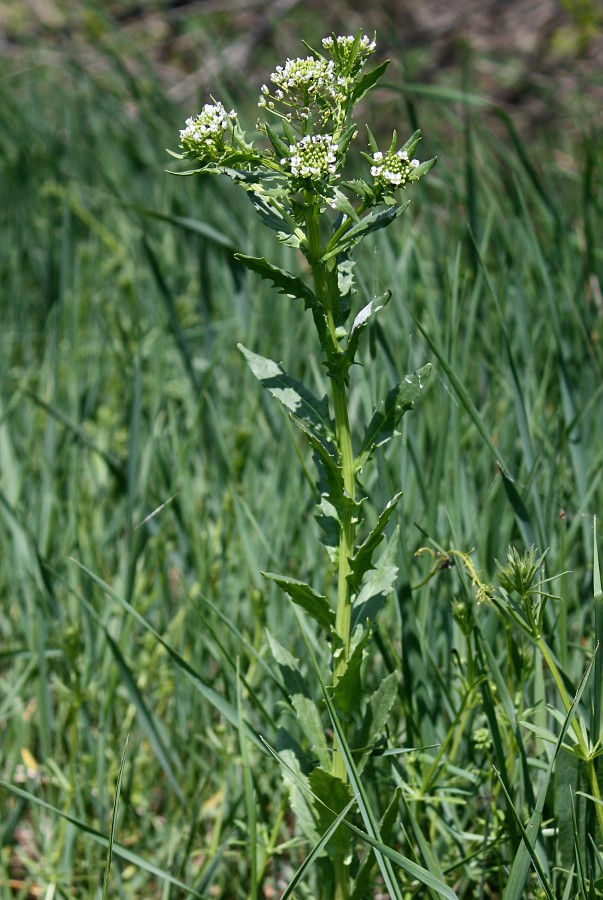 Image of Thlaspi arvense specimen.